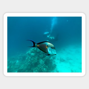 surgeonfish in the reef Sticker